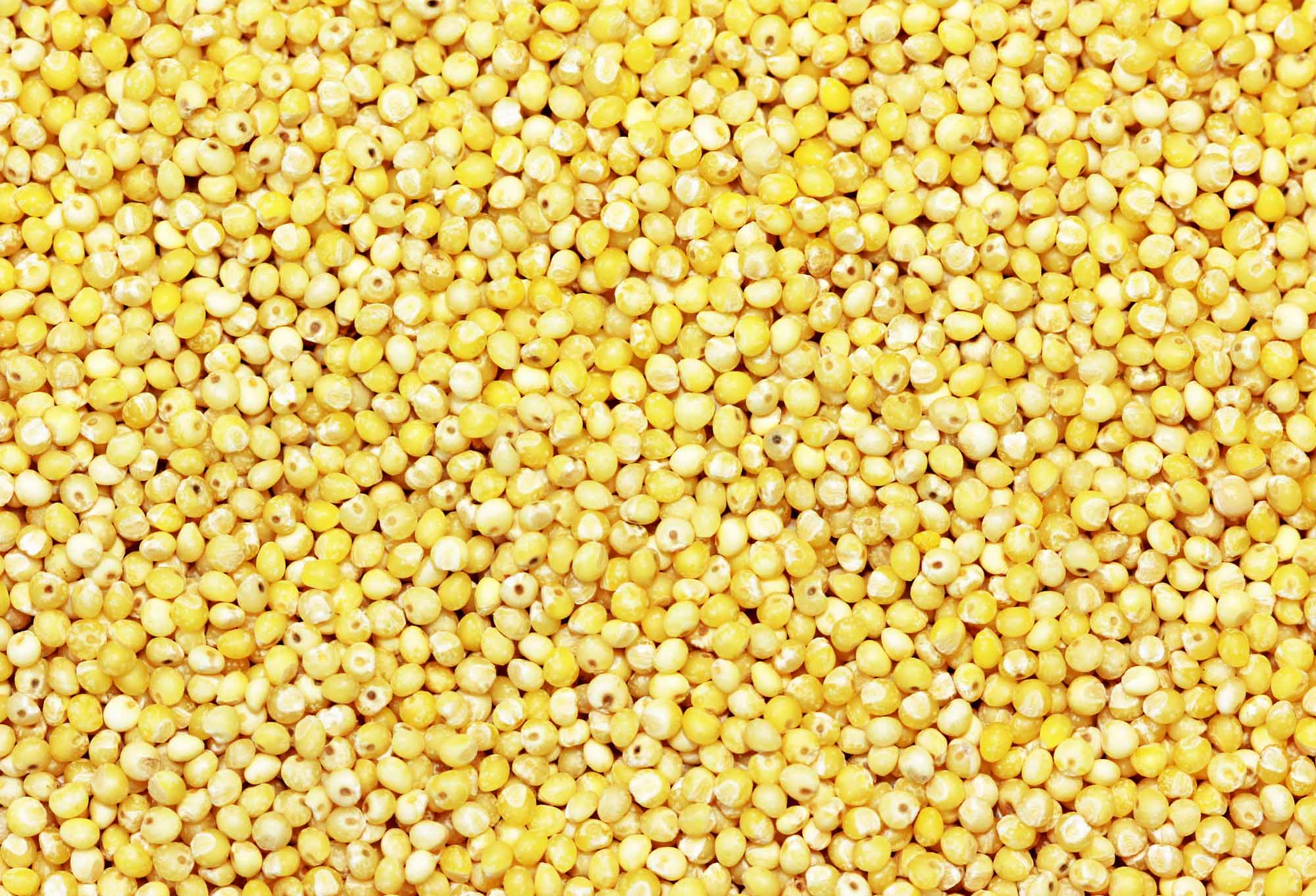 Millet Grains