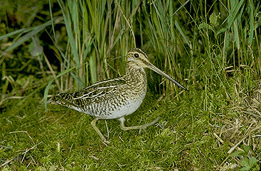 Snipe, Common