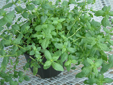 Mint in Pot