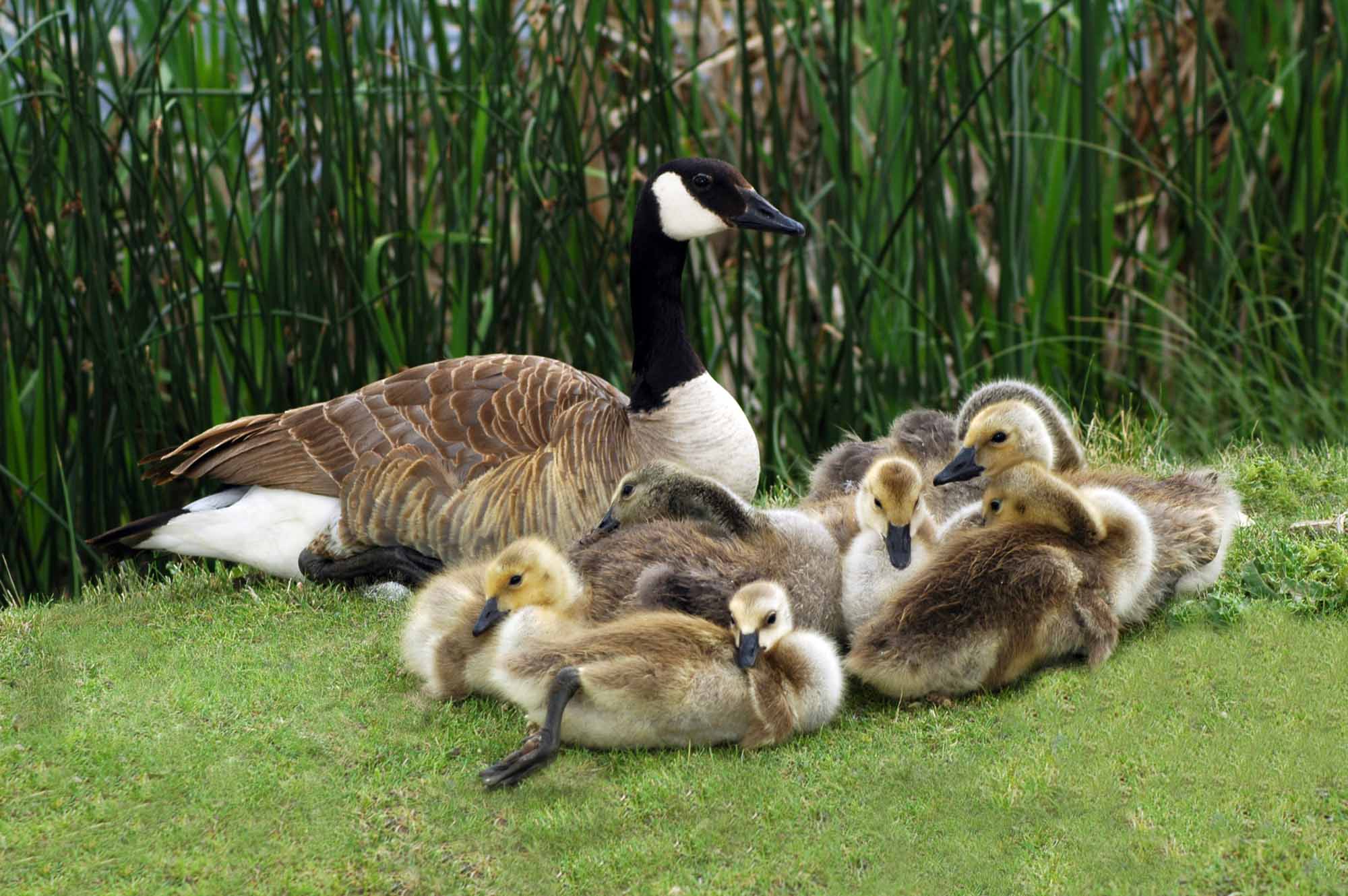 Canada Goose Family