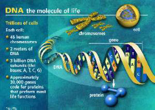 Human Genome Project