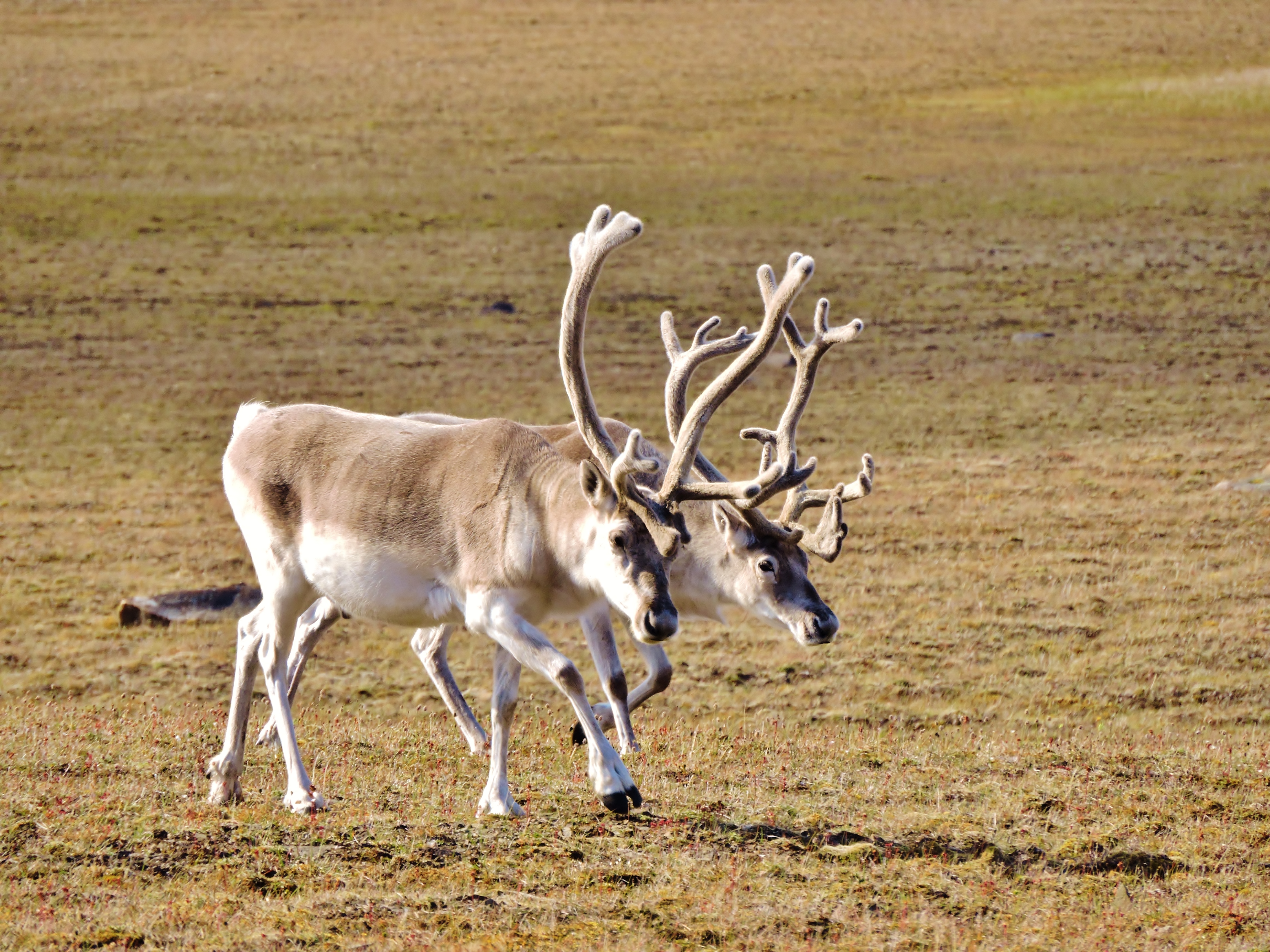 Caribous de Peary dans le parc national Qausuittuq