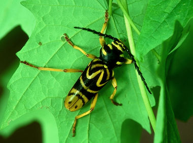 Insecte foreur de l'érable