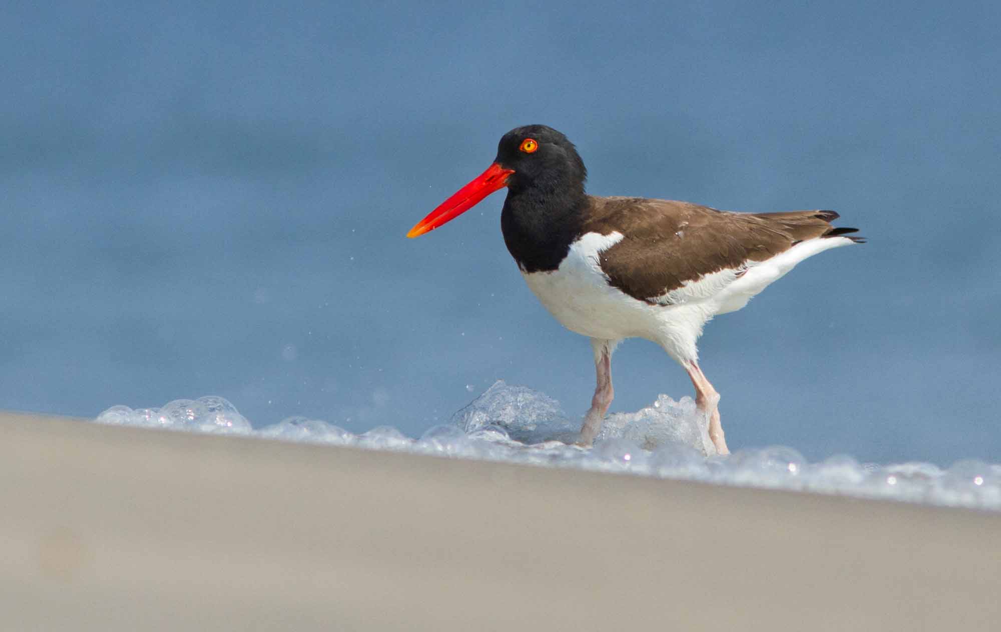 Oystercatcher