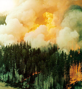 Forest Fire