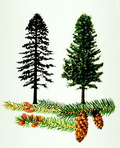 White Spruce