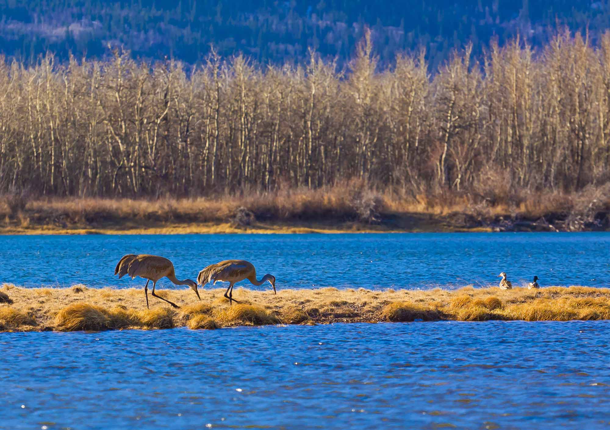 Birds at Waterton Lakes National Park