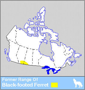 Ferret Distribution