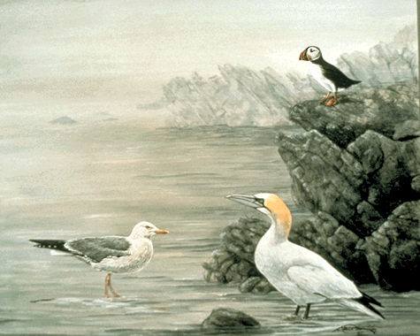 Seabirds