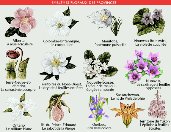 Provincial Floral Emblems