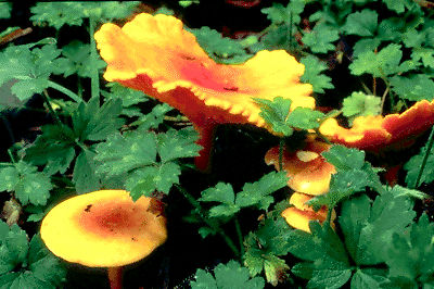 Chanterelle Mushrooms