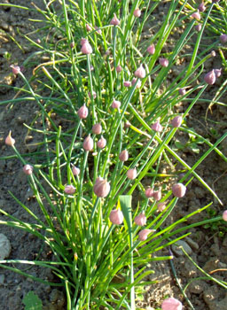 Herbes et fines herbes