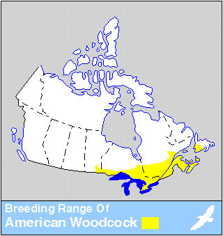 Woodcock Distribution