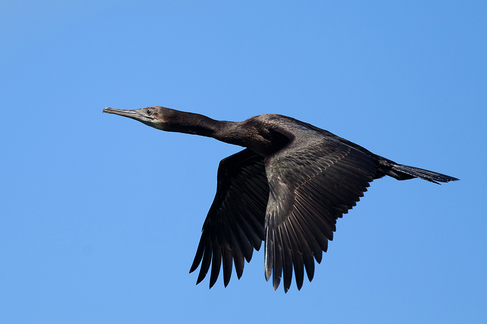 Cormorant