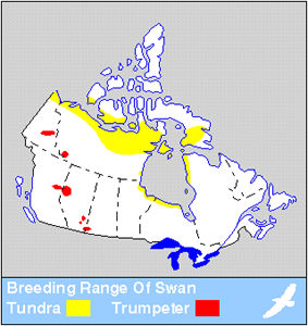 Swan Distribution