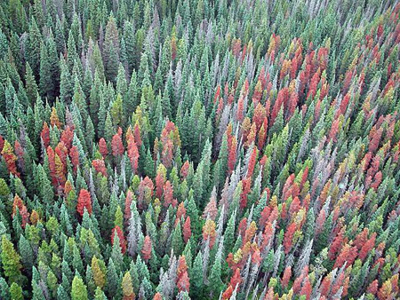 Mountain Pine Beetle Infestation