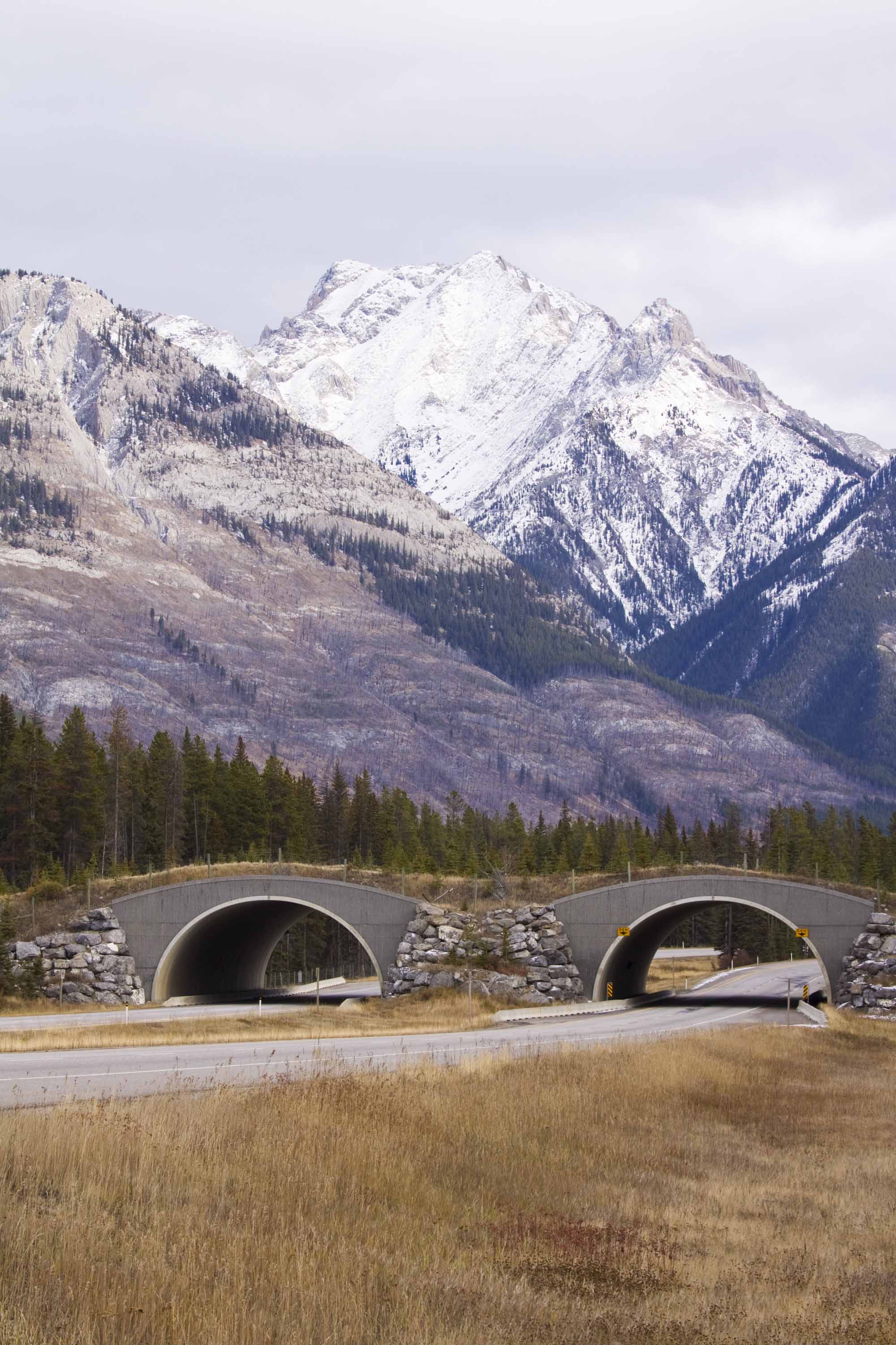 Wildlife Overpass