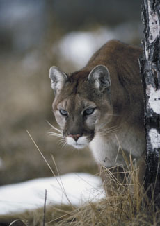 Cougar