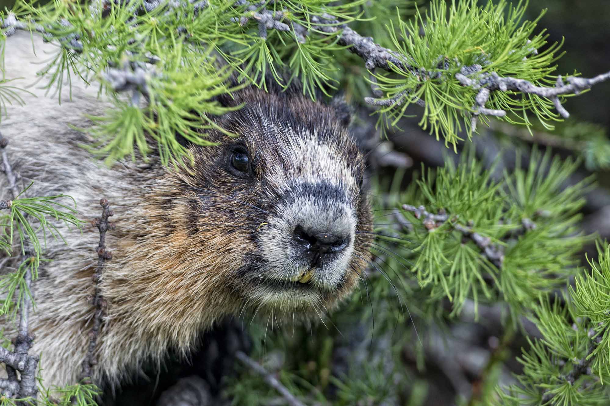 Marmot