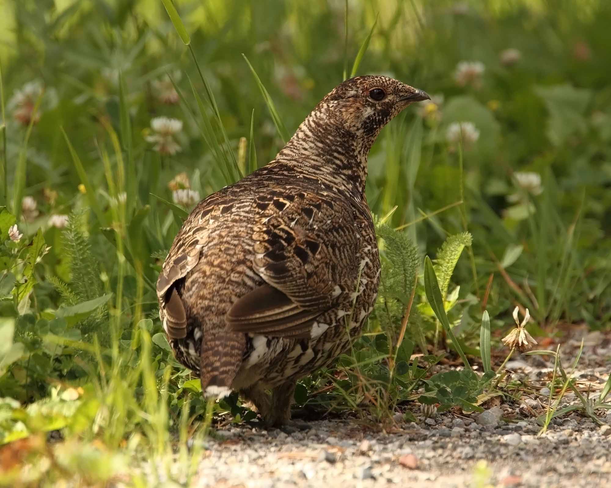 Spruce Grouse