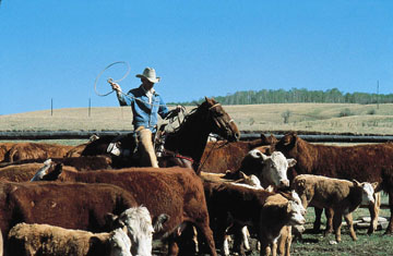 Ranching