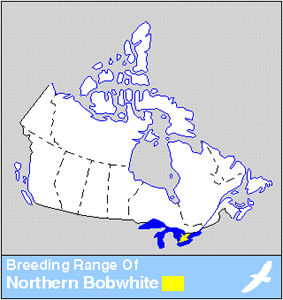 Quail Distribution