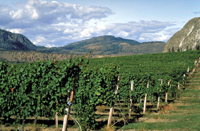 Okanagan, vignoble de l'