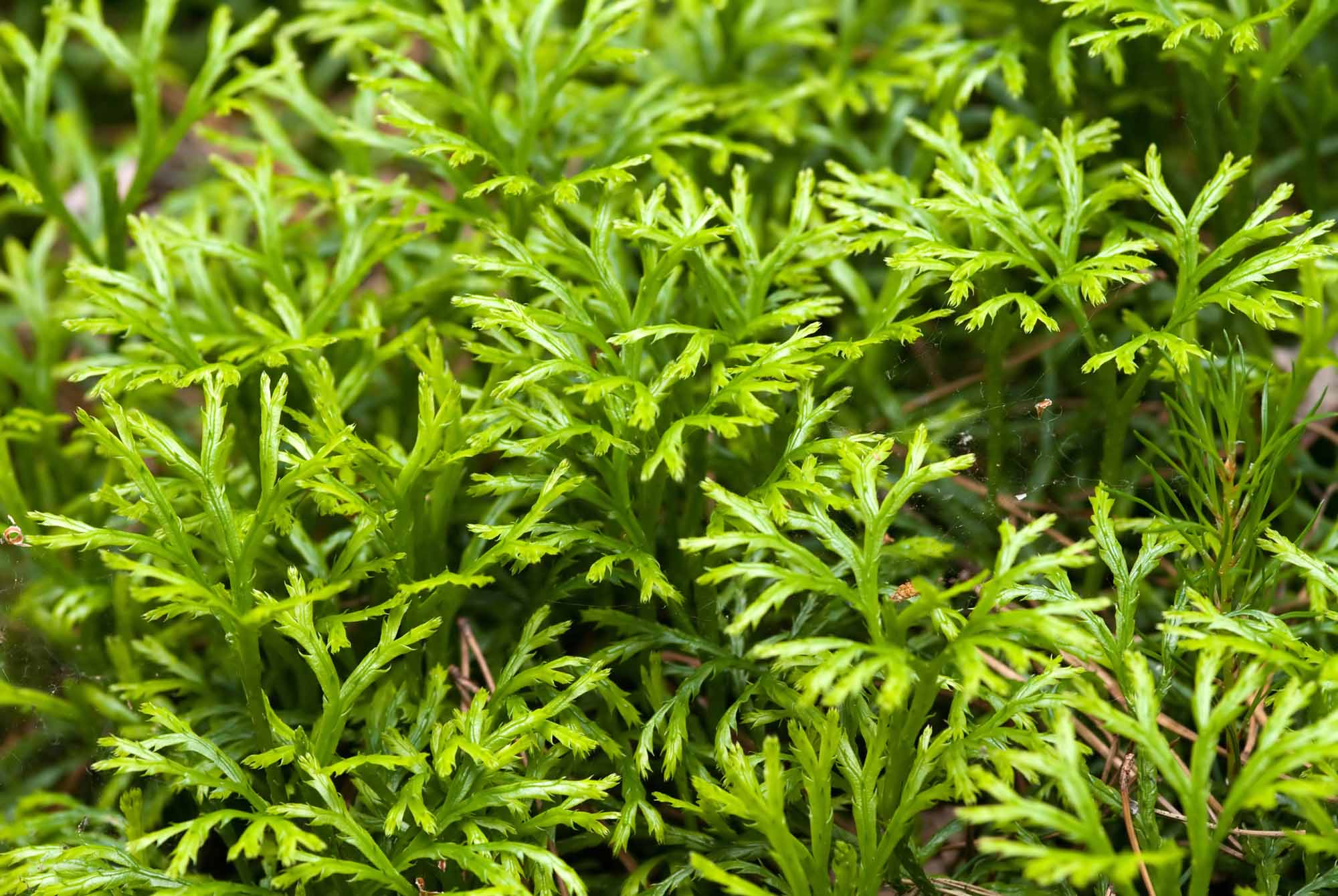 Club-moss