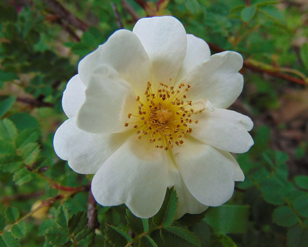 Rose « Orinda »