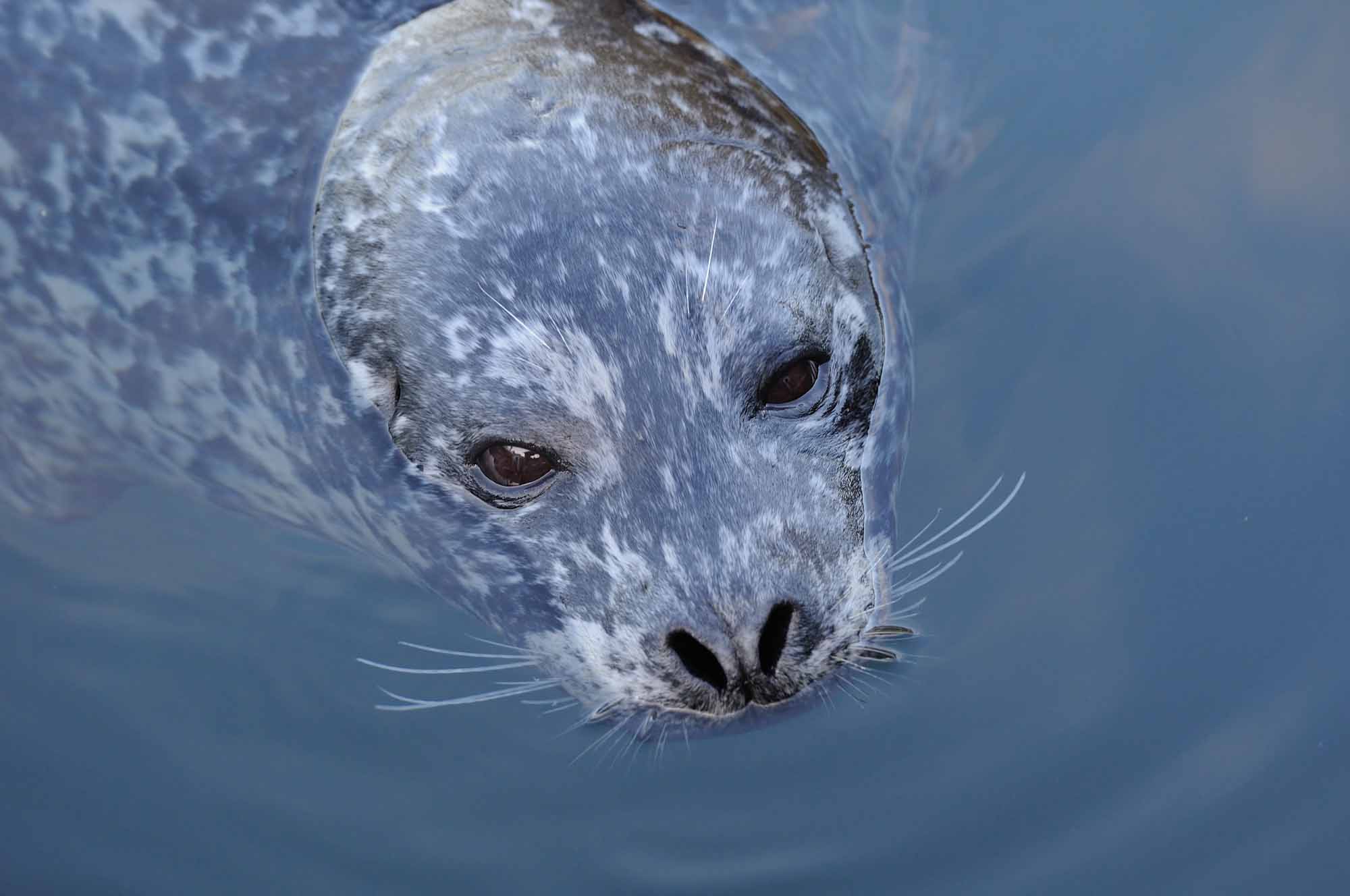 Otaries et phoques