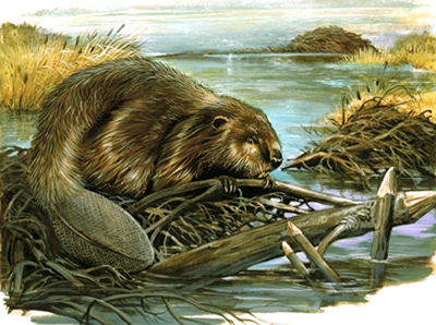 Beaver Habitat