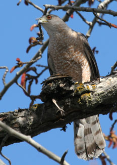 Sharp-Shinned Hawk