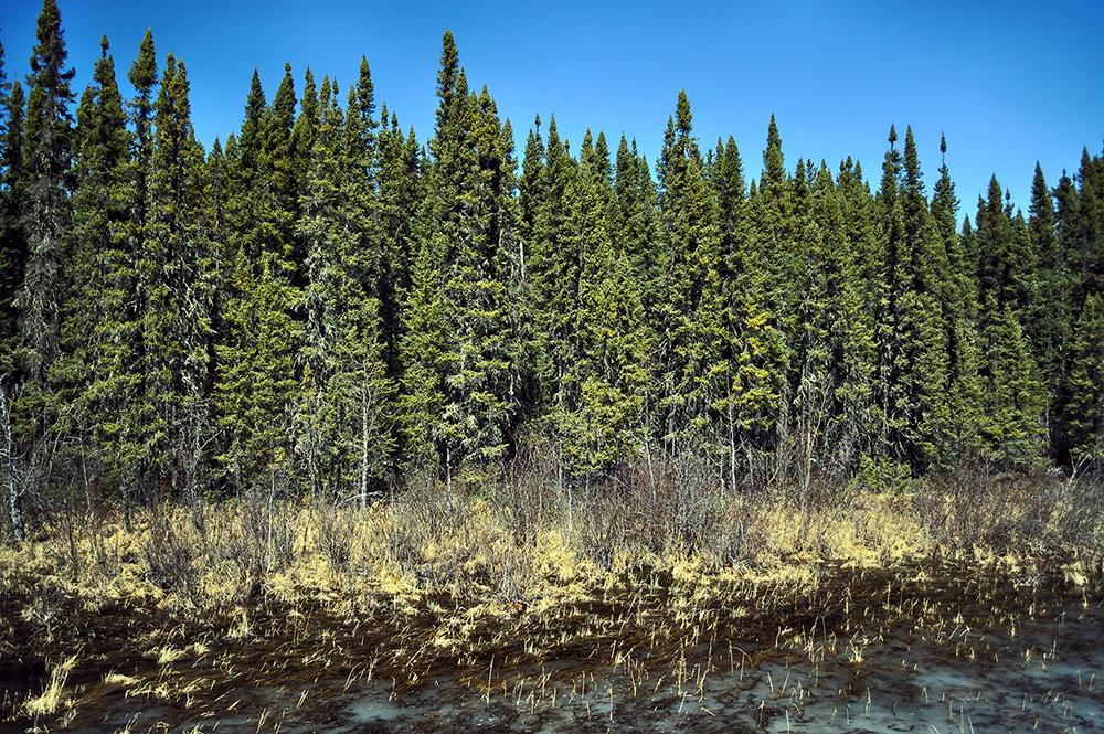 La forêt boréale dans le nord du Manitoba.