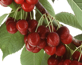 Cherries