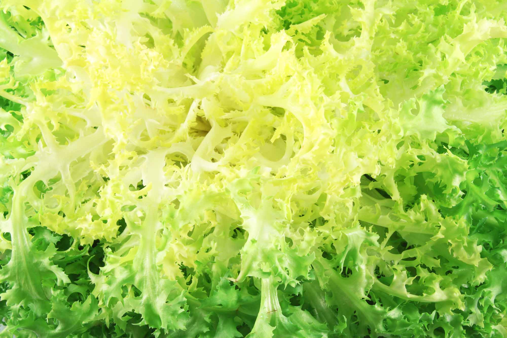Escarole Endive