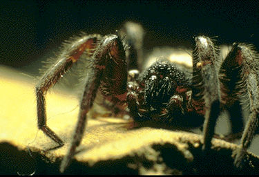 Wolf Spider