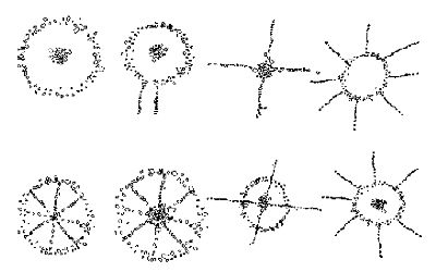 Medicine Wheels