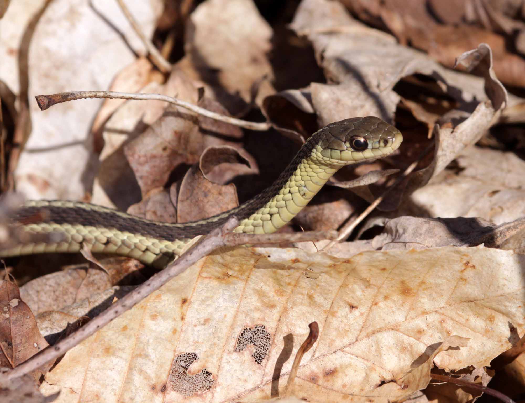 Common Gartersnake