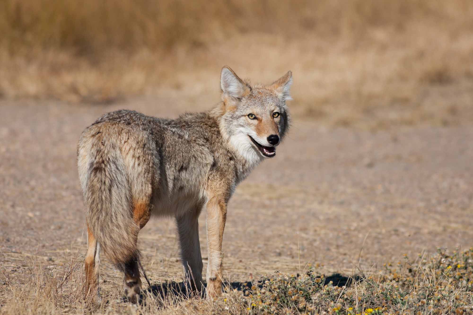 Wild Coyote