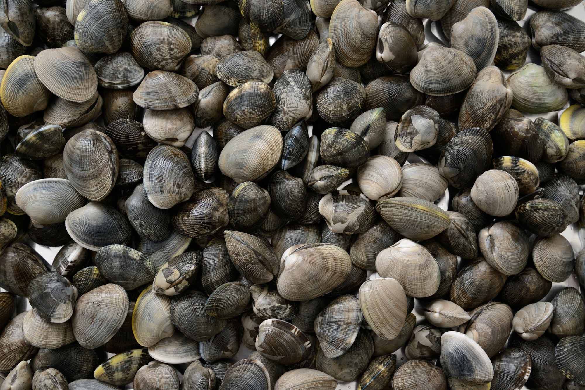 Manila clam