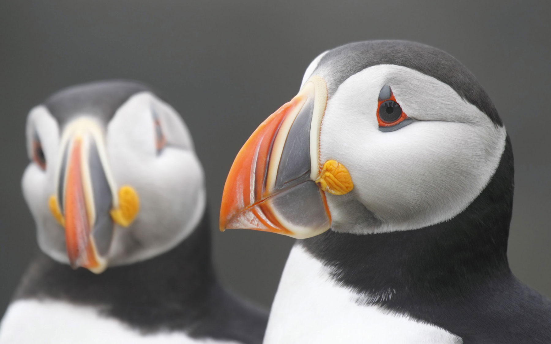 Atlantic puffins  in Newfoundland, 2013. 