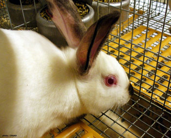 Rabbit