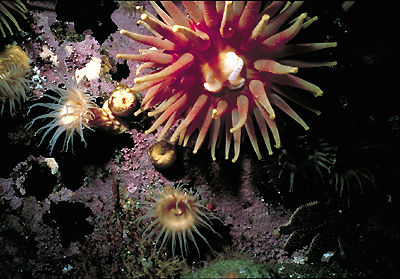 Sea Anemones