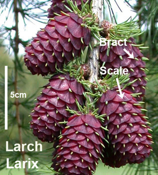 Larch Cones