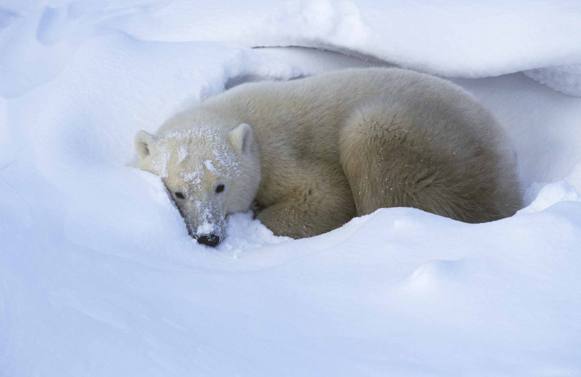 Churchill Polar Bear