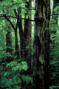 Forêt carolinienne