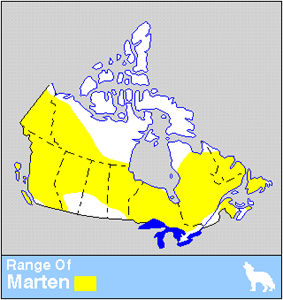 Marten Distribution