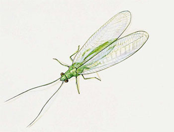 Lacewing