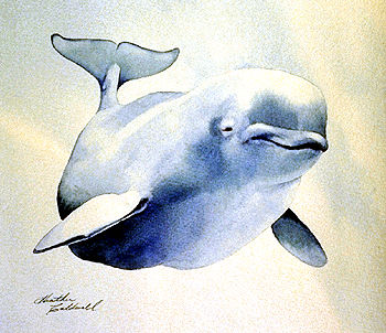 Beluga Whale (Ungava)