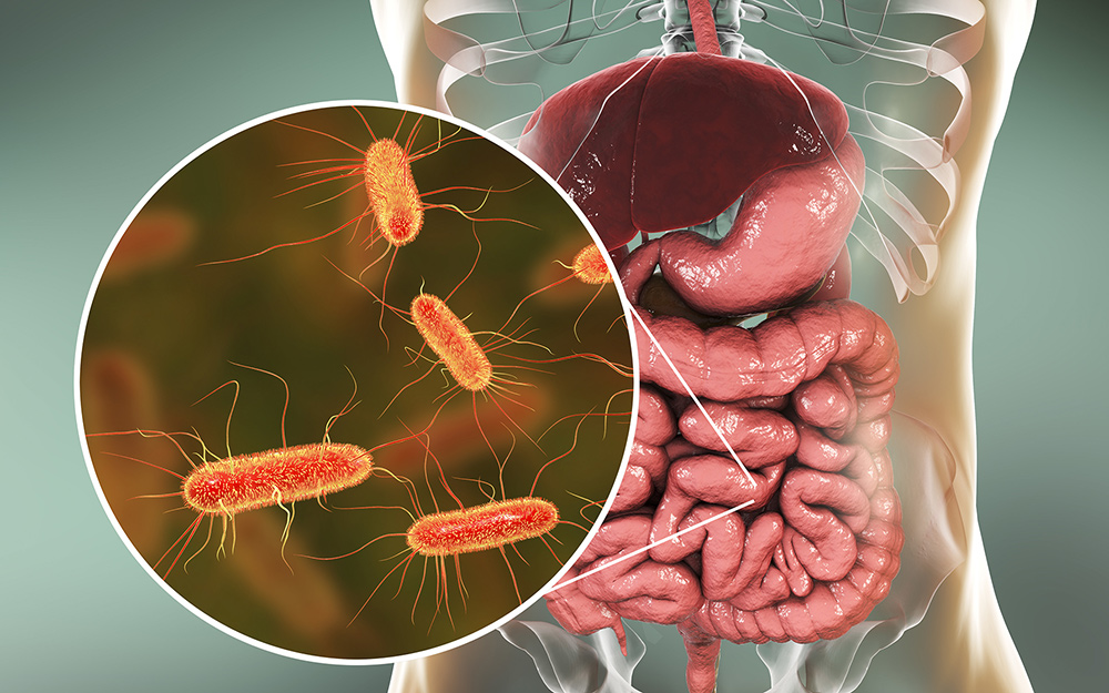 Infections à E. coli au Canada